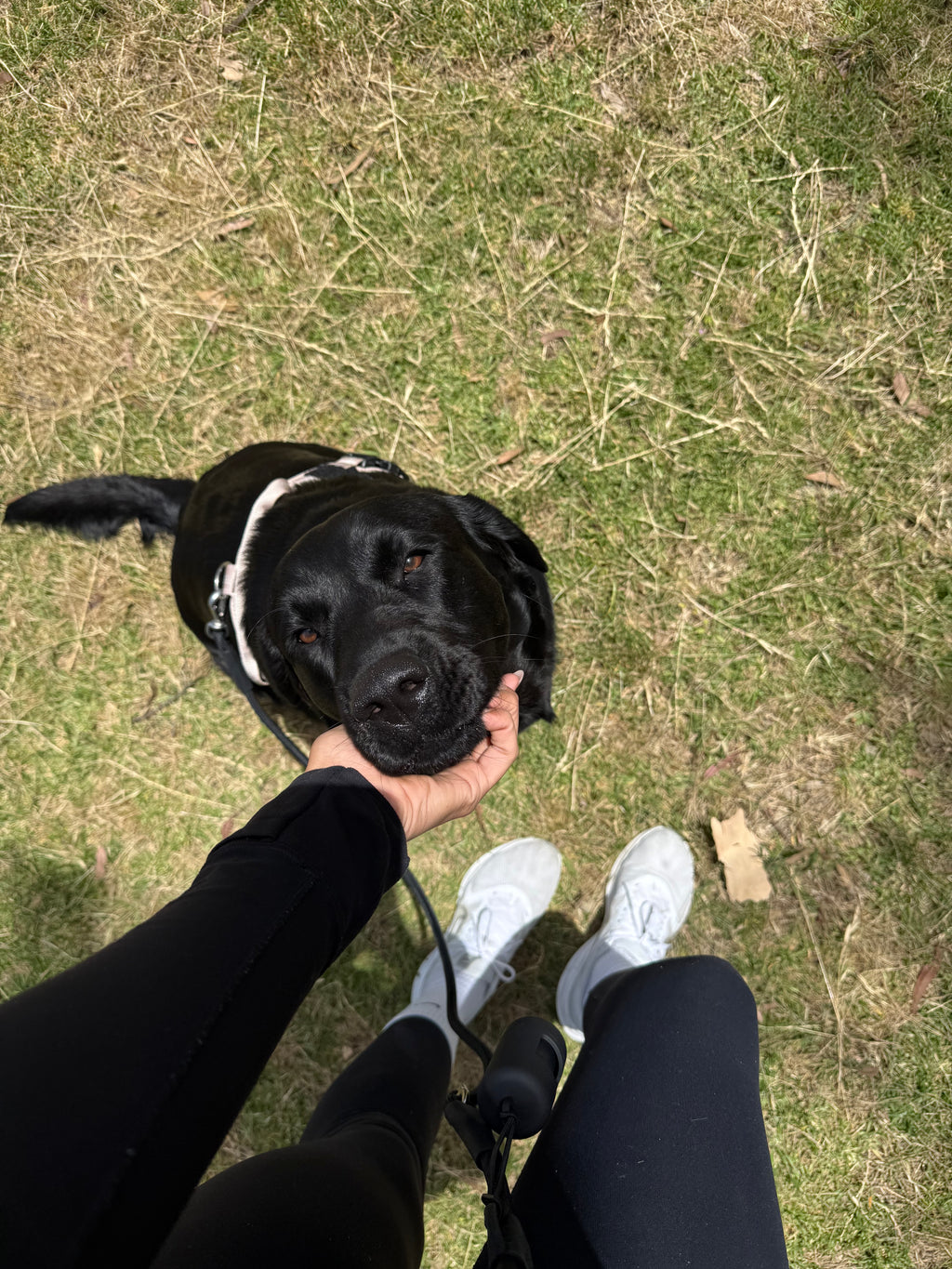 Classic black- hands-free leash