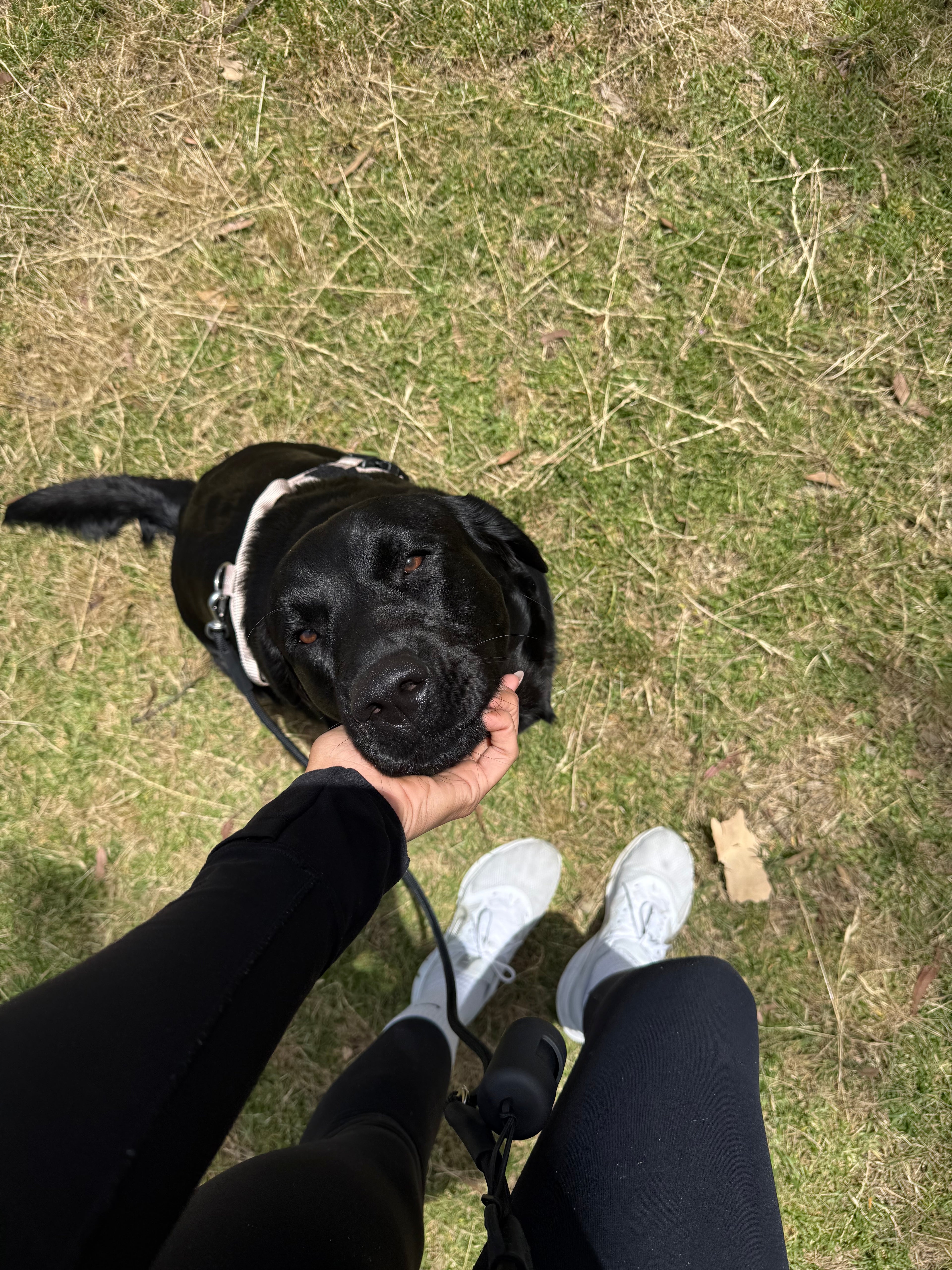 Classic black- hands-free leash