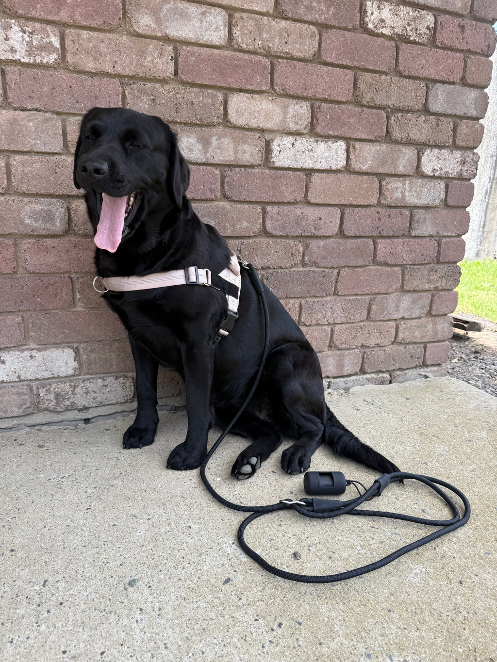 Classic black- hands-free leash