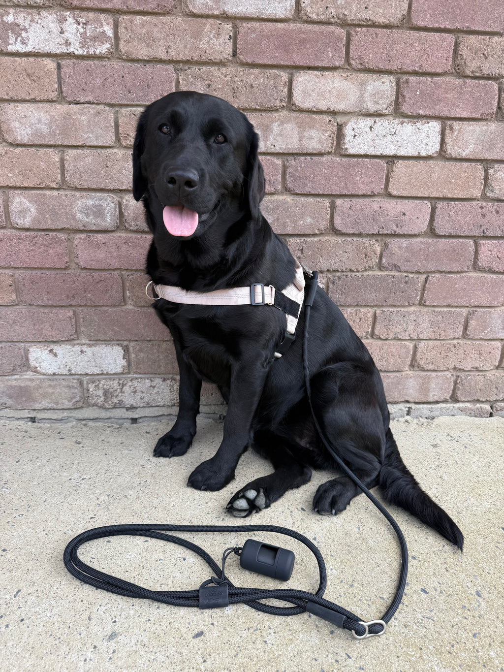 Classic black- hands-free leash