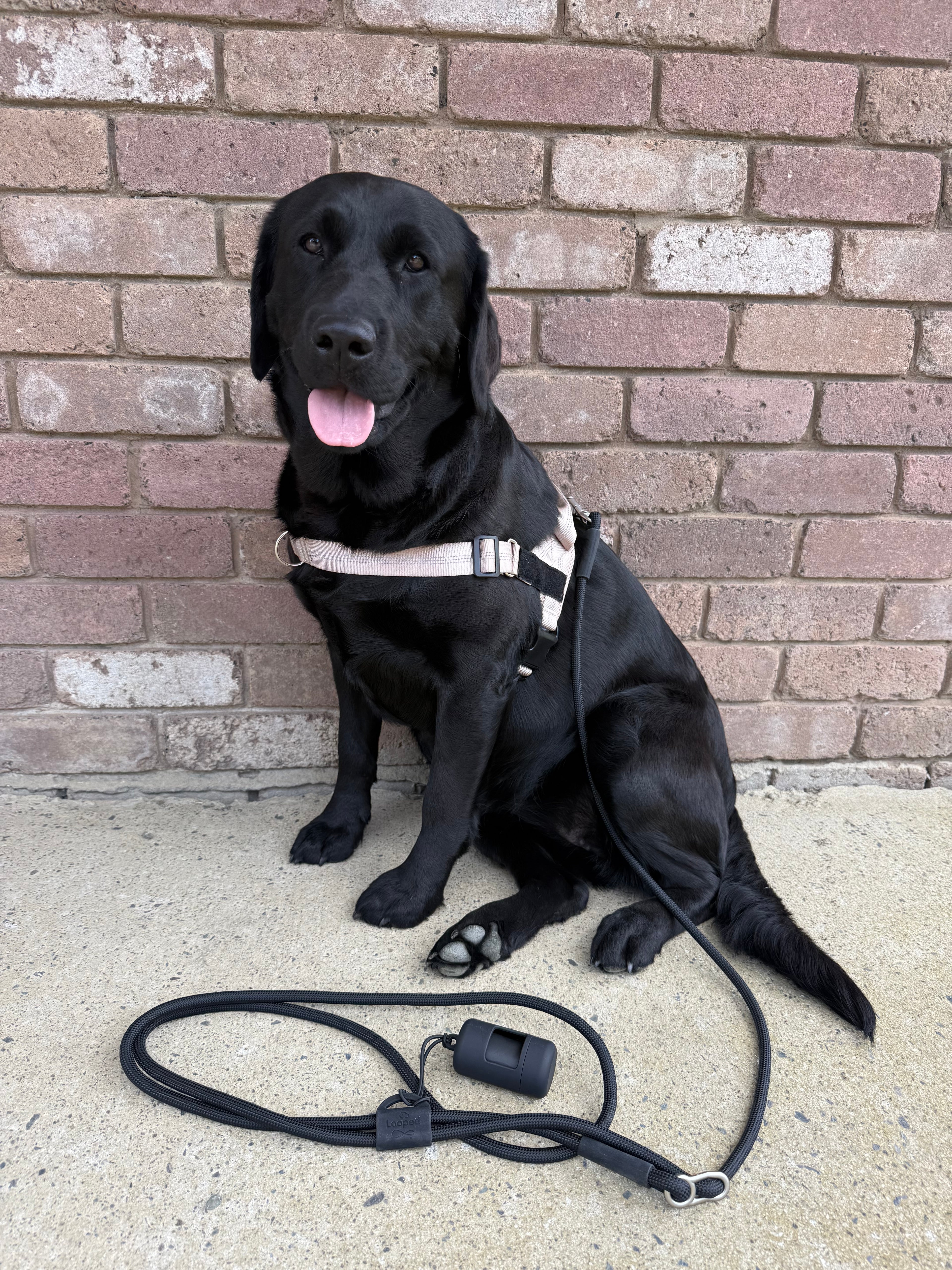 Classic black- hands-free leash
